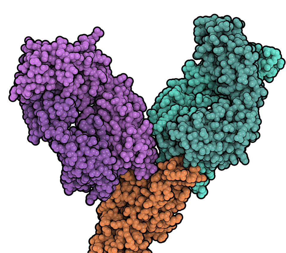 FIGURE 4: Tixagevimab (teal, right) and cilgavimab (purple, left) binding the spike protein RBD.