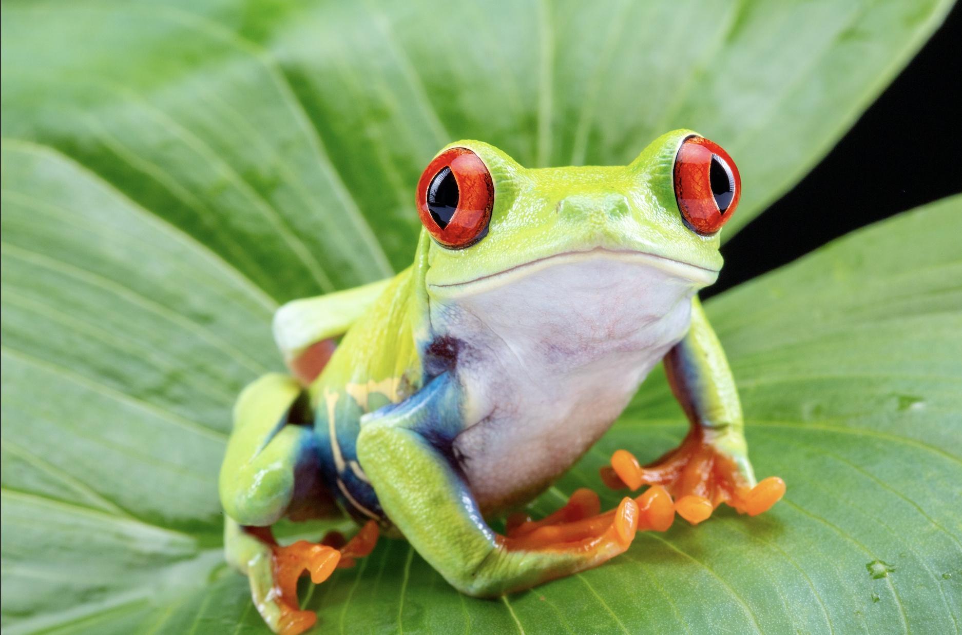 Need A New Year’s Resolution? Eat Frogs.