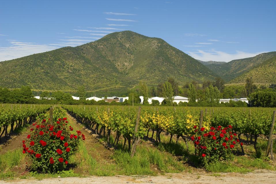 Vineyards of the Maipo Valley Chile
