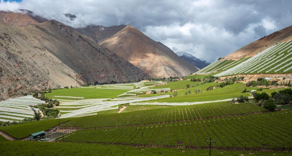 Spring Vineyard. Elqui Valley, Andes part of Atacama, Chile