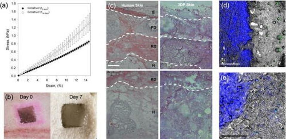 Photos of the skin analogue implanted into pig tissue and its integration.