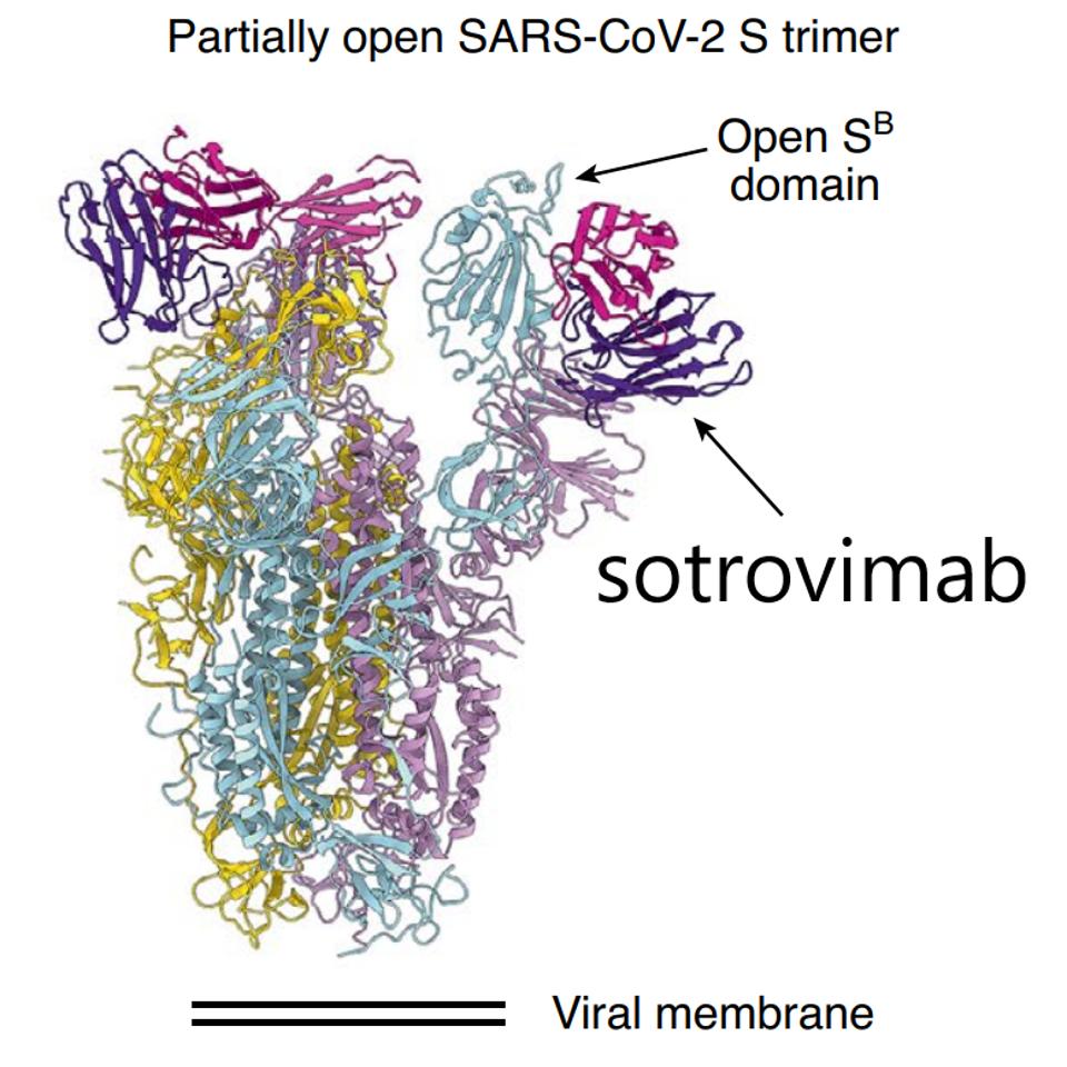 Spike protein with sotrovimab monoclonal antibody in purple.