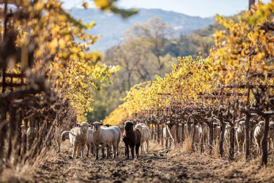 Bonterra_Sheep_Nov2015_MG_6601_RT-1024x683