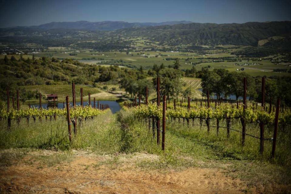 Green California vineyards