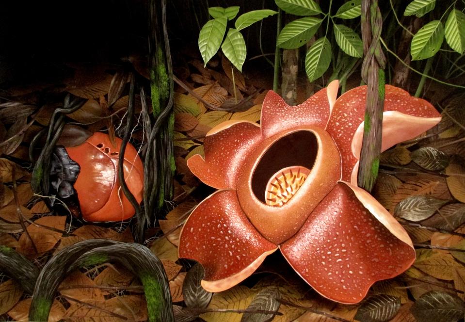 The Science And Art Of Really Seeing Weird Plants