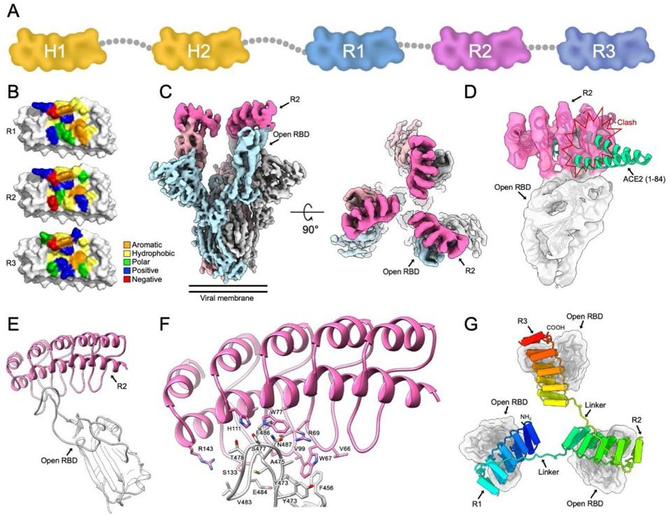 Schematic representation of the five-part ensovibep construct.