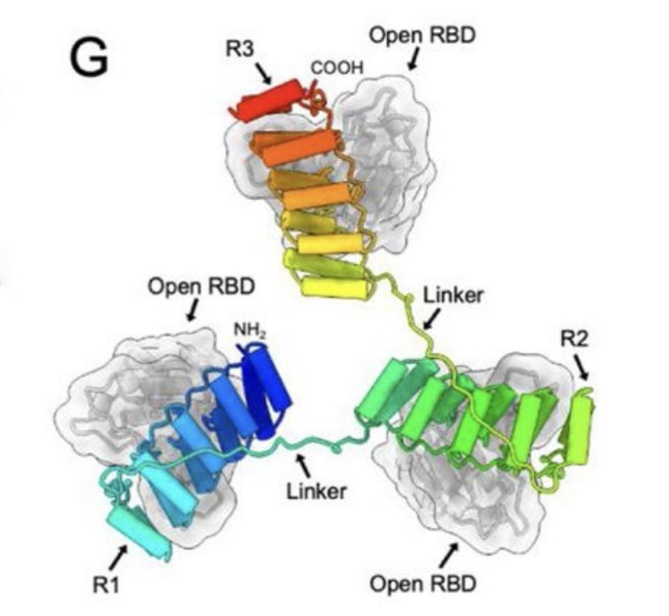 Ensovibep bound to RBD of SARS-CoV-2 virus