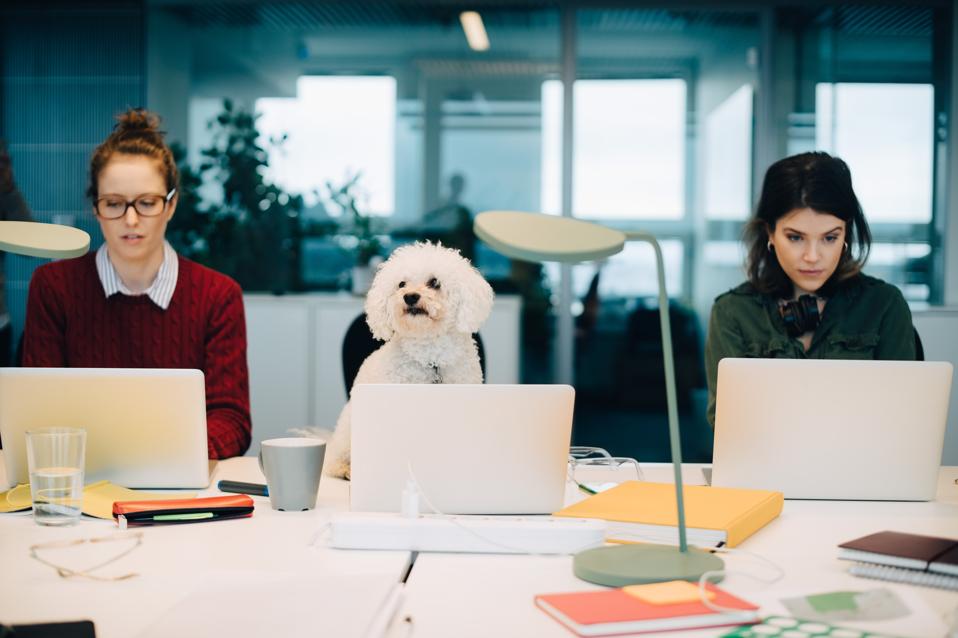 PetFriendly Workplaces Are On The Rise Here’s Where To Find Them