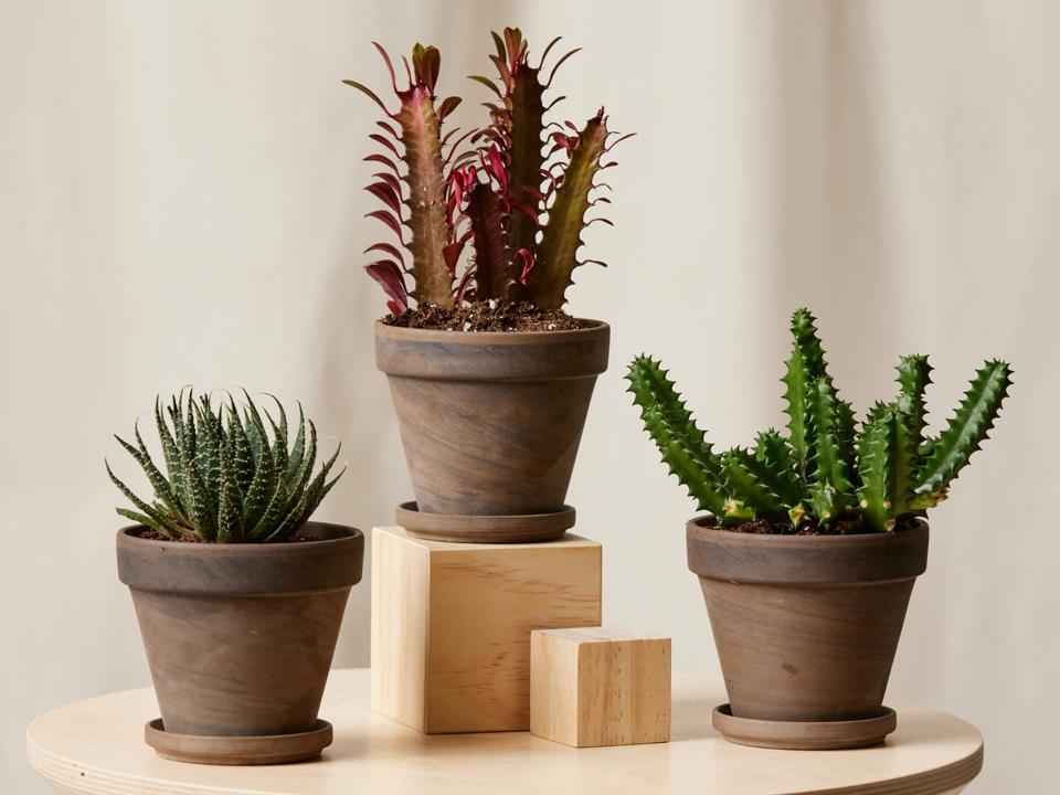 5 Unusual Houseplants You Should Be Growing