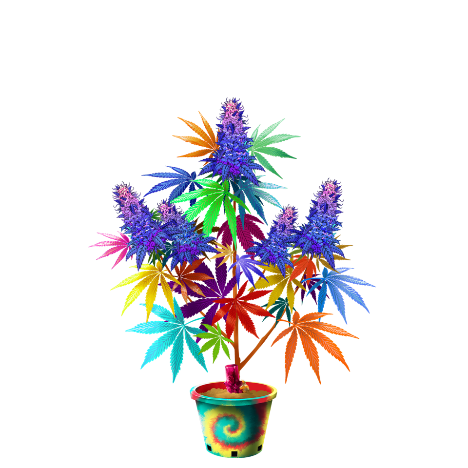 Crypto Cannabis Club To Launch The First NFT-Powered Cannabis Brand