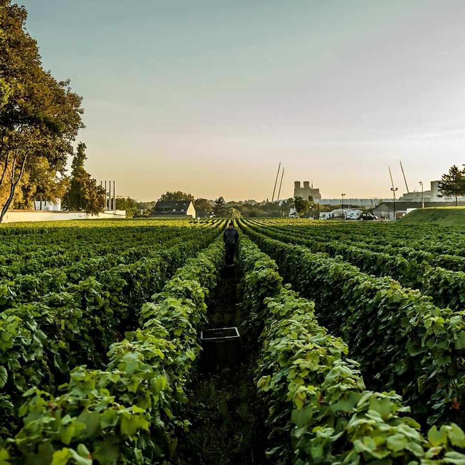Clos Lanson vineyard located in the heart of Reims, Champagne  Photo Credit Champagne Lanson