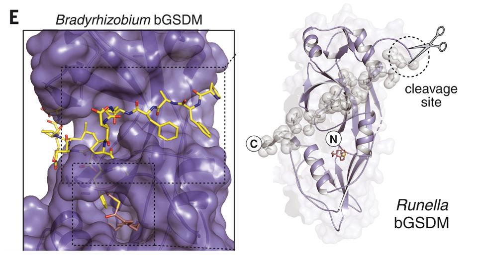 Structure and cleavage site of Bradyrhizobium gasdermin and Runella gasdermin.