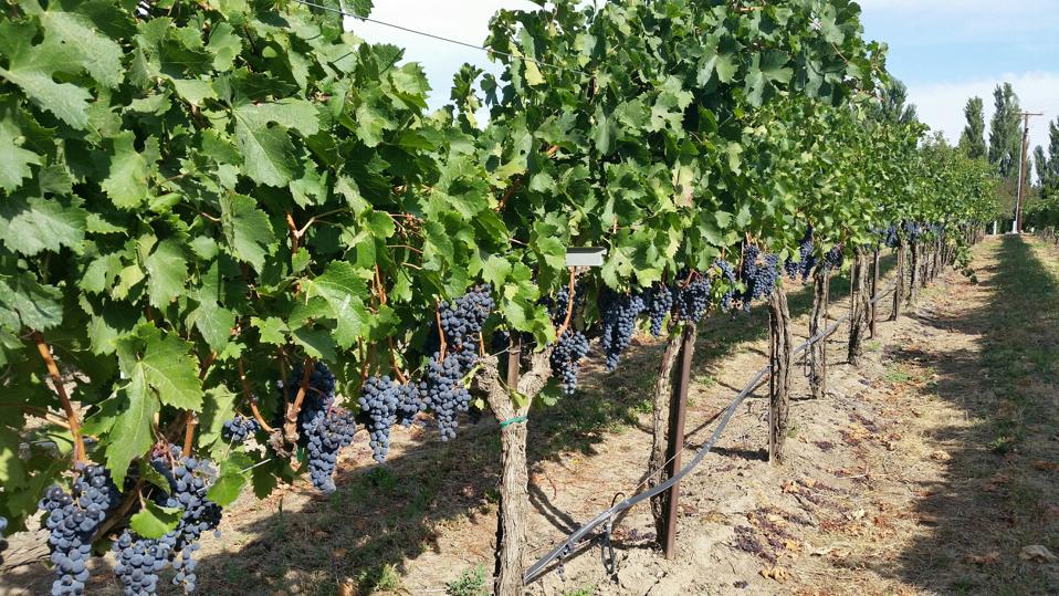 winegrapes in the vineyard