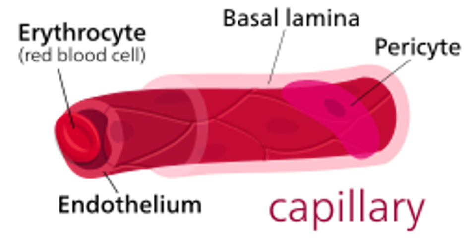 Illustration of a cardiac pericyte wrapped around a capillary vessel. 