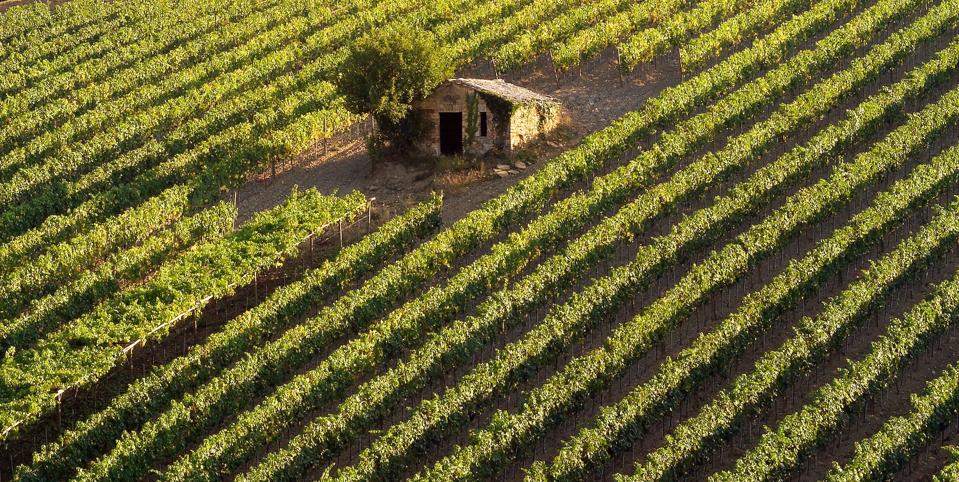 Costanti's famous Casottino Vineyard  Photo Credit Costanti