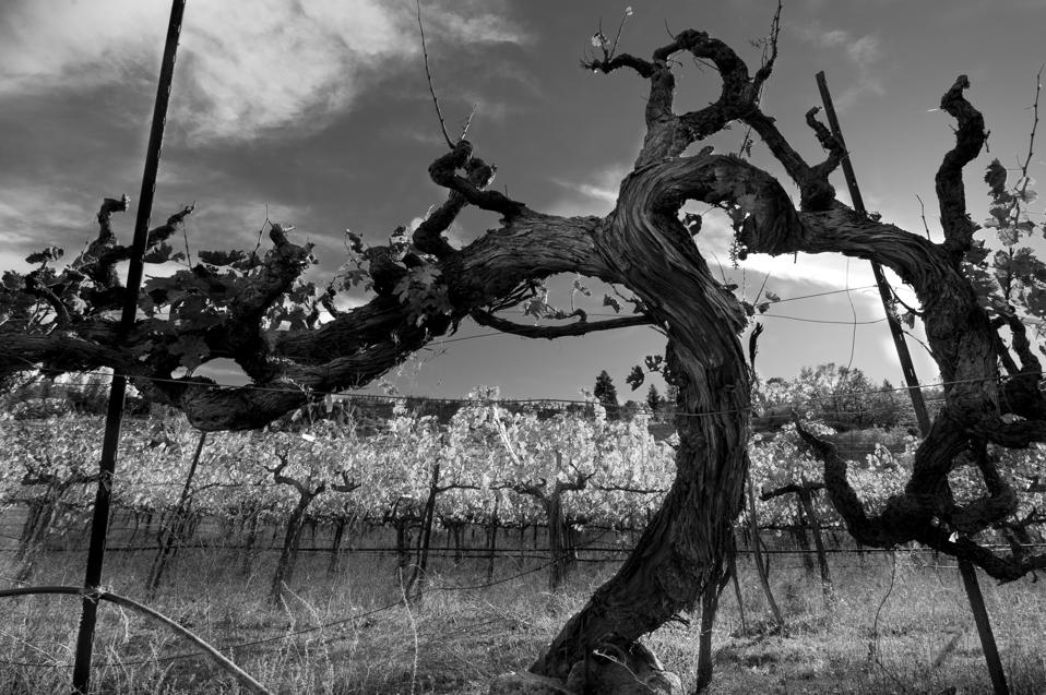 Old Vine