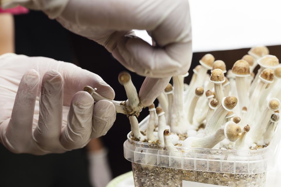 Cultivo de hongos psicodélicos de psilocibina en interiores