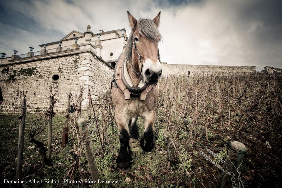 Horse ploughing at Albert Bichot's Château Gris  Photo Credit Flore Deronzier