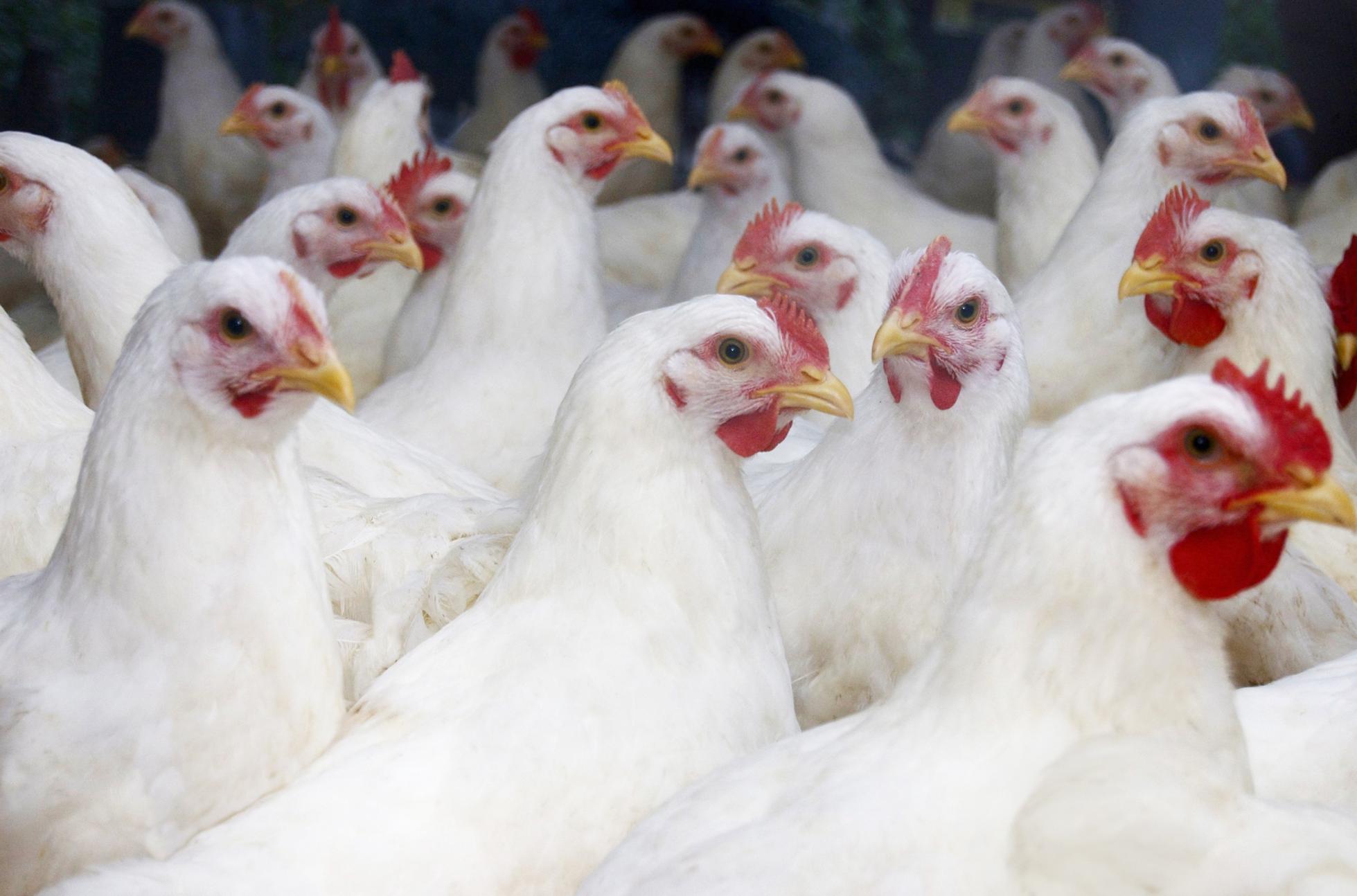 A flock of large broiler chickens approximately 10 weeks old and awaiting processing.