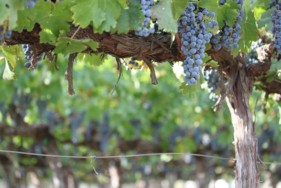 Cabernet Sauvignon vine in one of Tom Gamble's vineyards