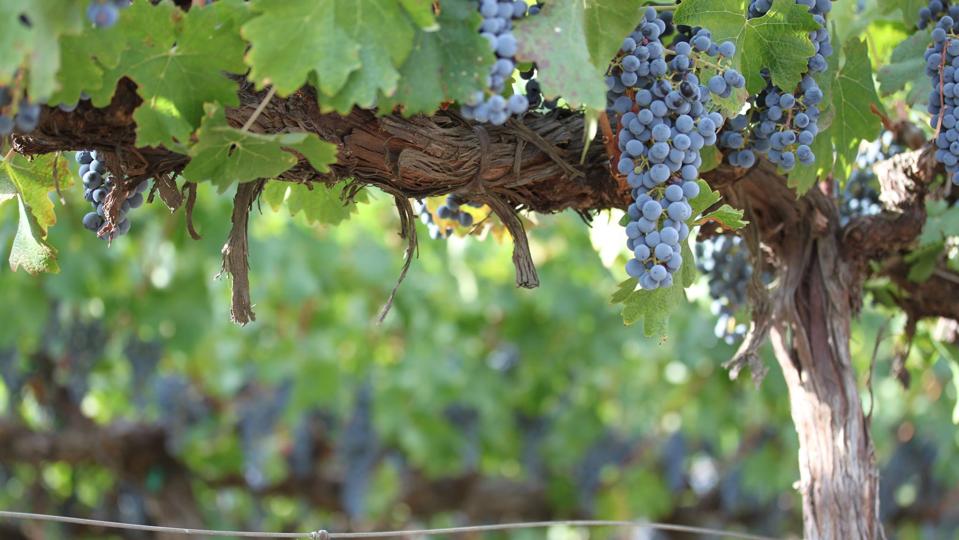 Cabernet Sauvignon vine in one of Tom Gamble's vineyards