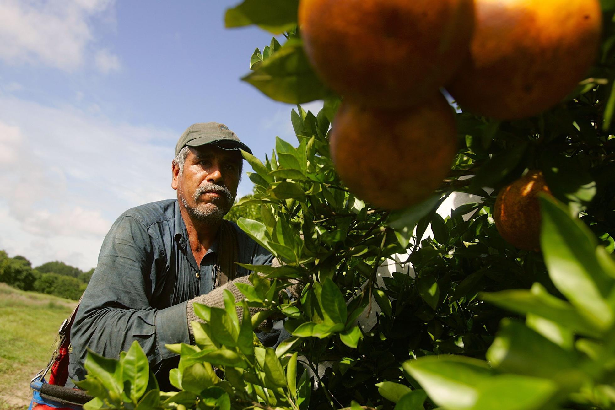 Juan Ramos, who is in the U.S. on an H-2A guest worker visa, picks oranges for Sorrells Brothers Packing Co. Inc in Arcadia, Florida.