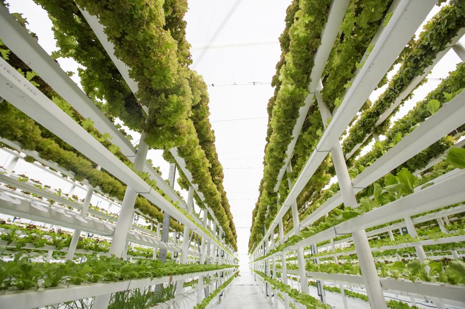 Hydroponic Vertical Farm