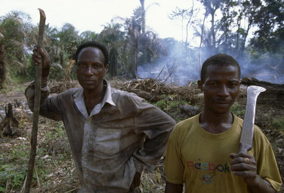 Deforestation on the Borders of Tai National Park