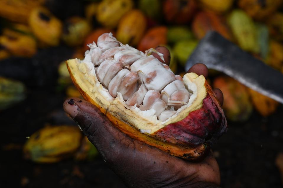 ICOAST-ECONOMY-AGRICULTURE-COCOA