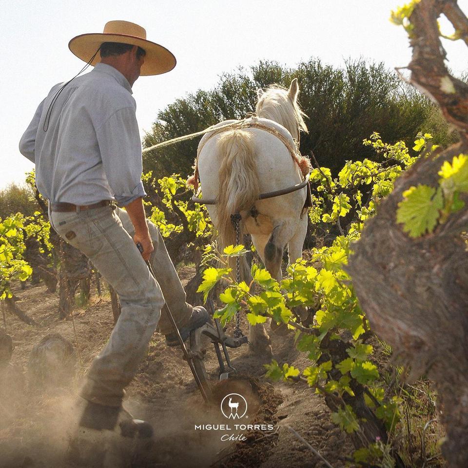 Tilling the soil at a Miguel Torres Chile vineyard  Photo Credit Miguel Torres Chile