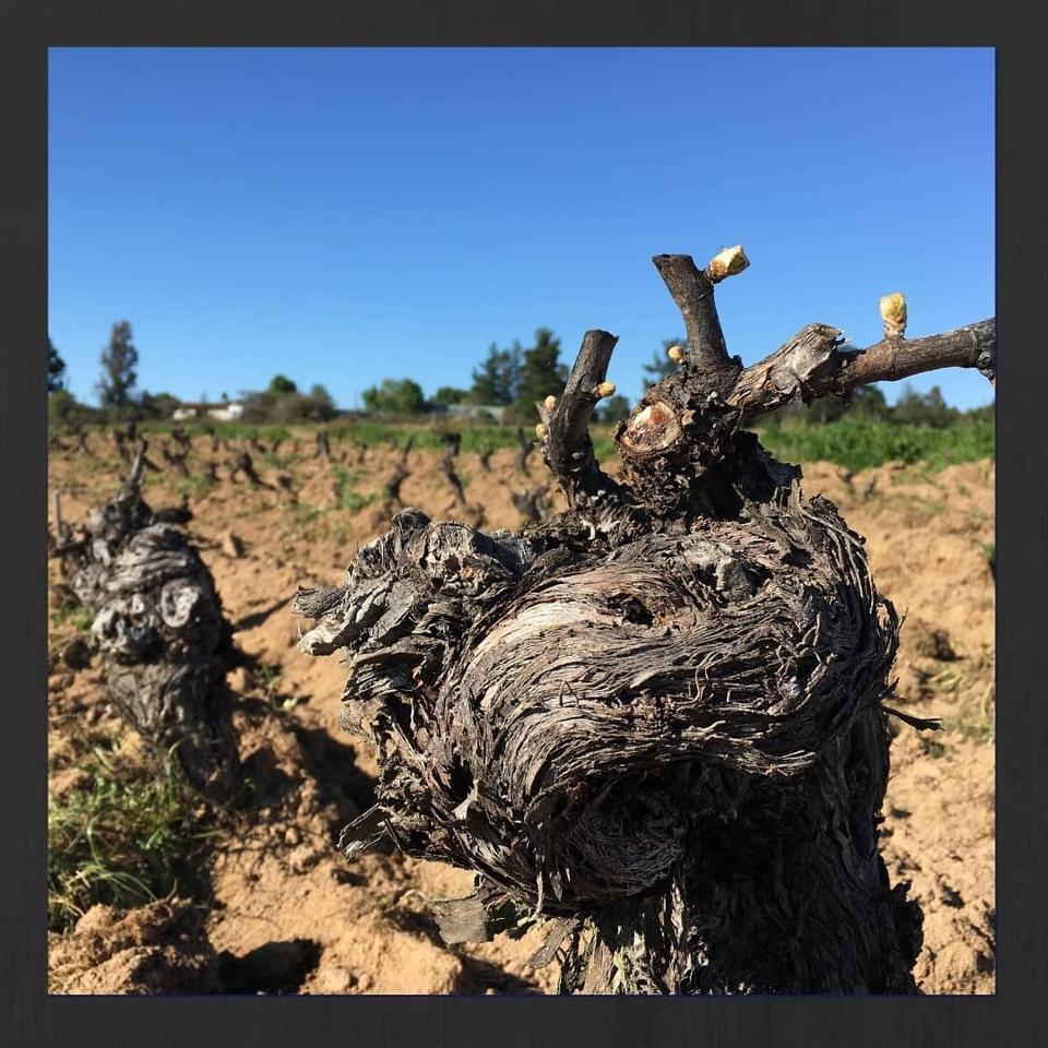 Old Carignan vines Photo Credit VIGNO