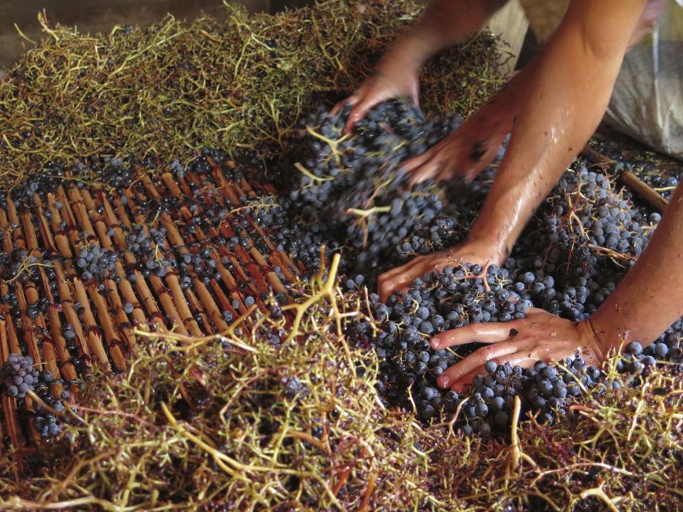 Destemming the grapes via zaranda Photo Credit Gonzalez Bastias