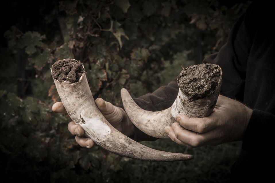 Filling cow horns with manure to make biodynamic in vineyards