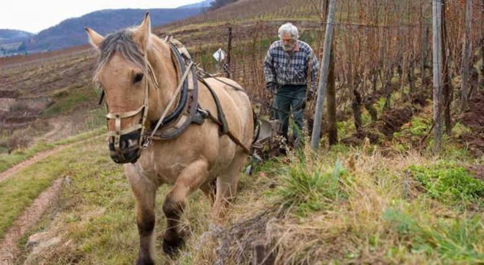 Dirler-Cade is a biodynamic winery in Alsace.