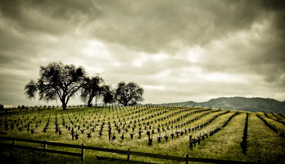 Early spring grapesvines in Napa Valley