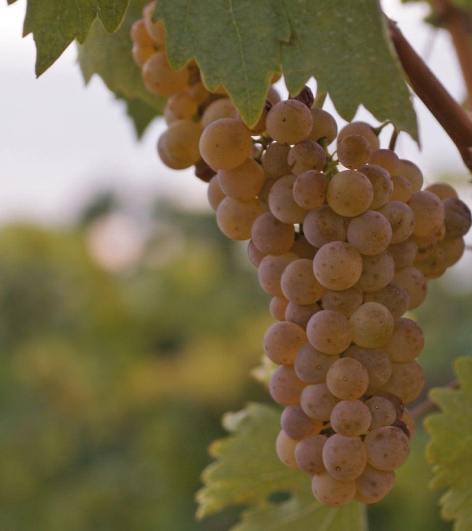 Albillo Mayor grape bunch
