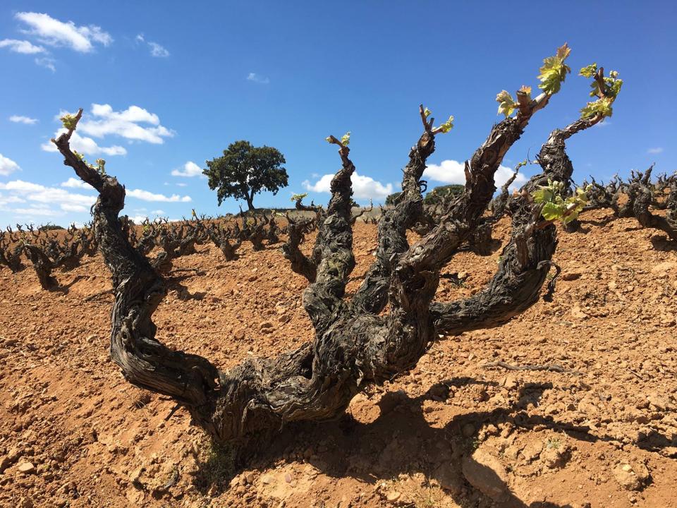 Old vine in Bodegas Viña Sastre vineyard  Photo Credit Bodegas Viña Sastre