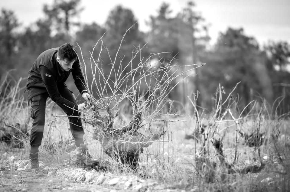 Working the old vines on the Ossian estate in the province of Segovia  Photo Credit Ossian