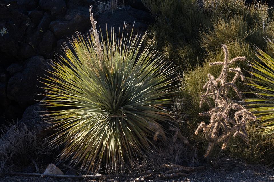 Commom Sotol and Cane Cholla growing in the lava fields of Valley of FIres Recreation Area