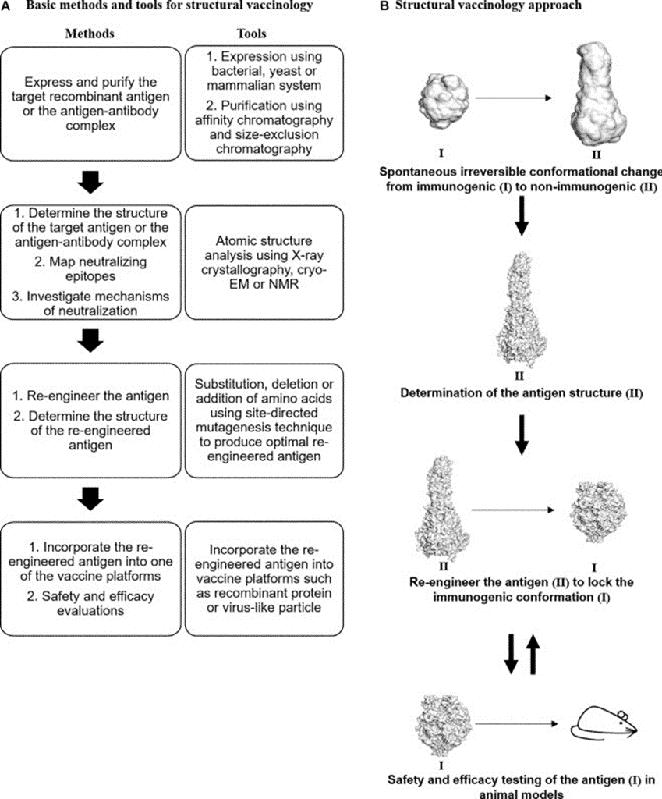 RSV structural vaccinology for vaccine design