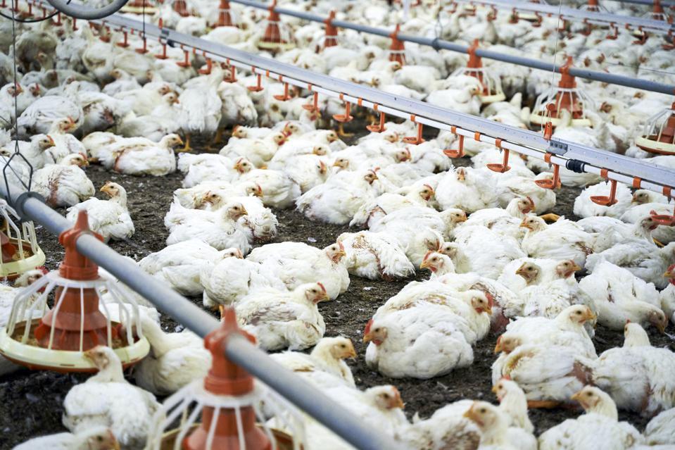 Broilers in a confined chicken house.