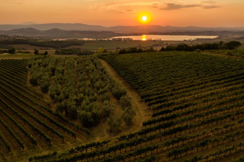 The vineyard area of Trasimeno