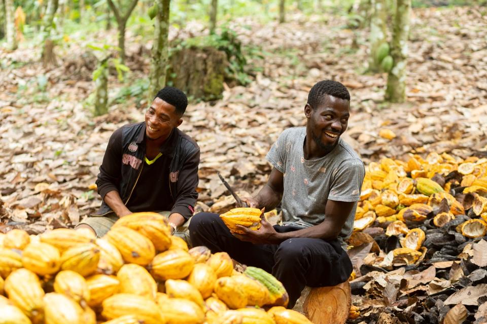 Serendipalm farmers harvesting cocoa pods for Dr. Bronner's chocolate bars.