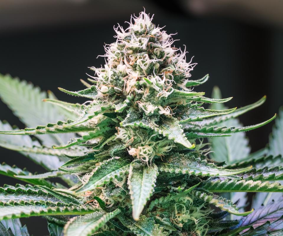 Close up shot of a cannabis plant blossom
