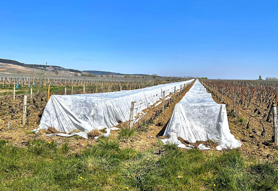 landscape cloth protects vineyards against frost