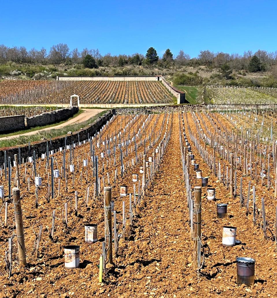 Bourgogne rows of parrafin candles line the vineyards in Montrachet 