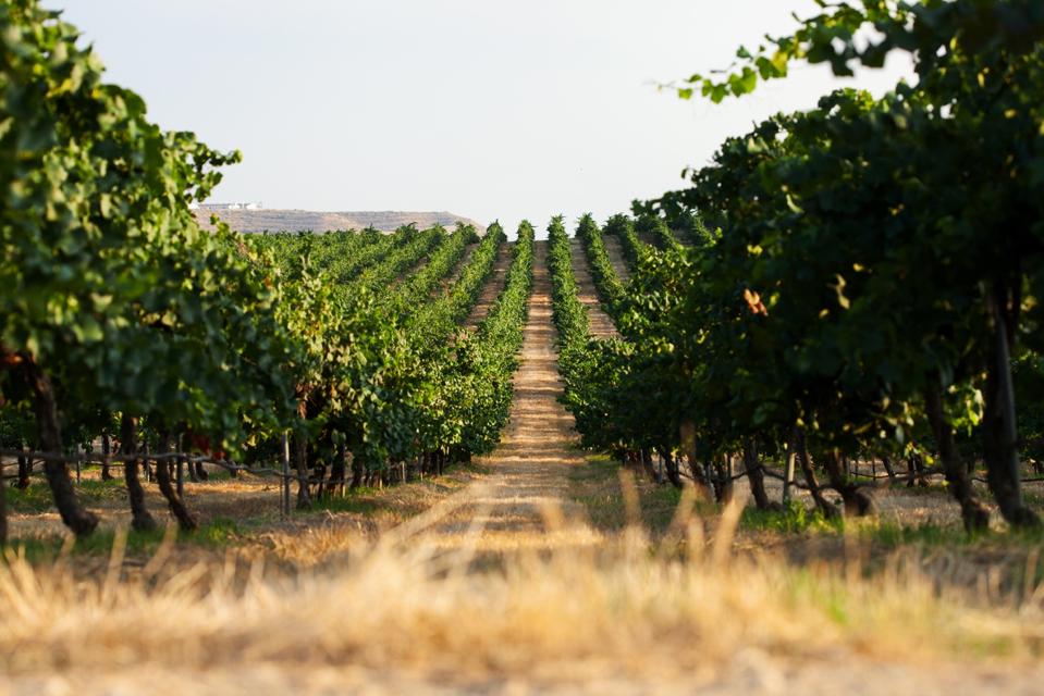 Vineyards at Raimat Winery in DO Costers del Segre, Spain.