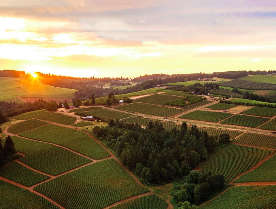 Oregon's Dundee Hills AVA is home to many of the state's wine pioneers