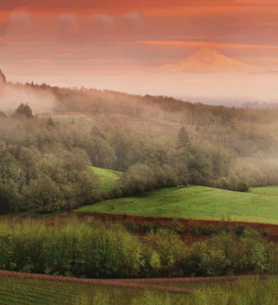 Oregon's Ribbon Ridge AVA is part of the larger Chehalem Mountain AVA