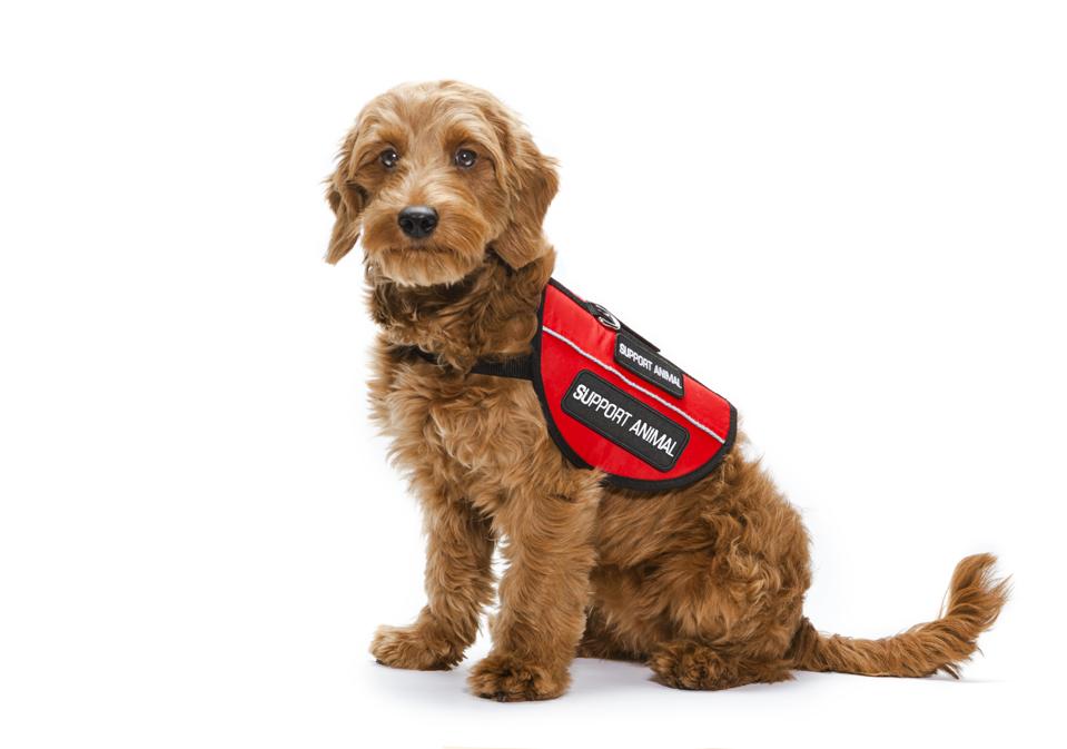 American airlines service clearance dog